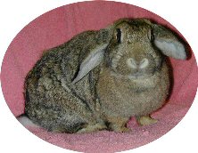 Rosie - an agouti/brown rabbit