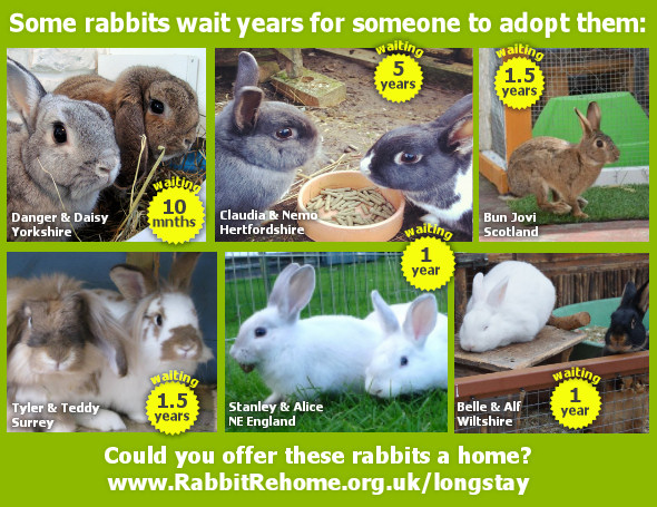 Rabbit Rehome - Adopt an unwanted bunny 