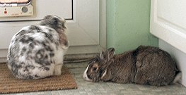 Alfie sitting with his chin on the floor