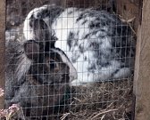 Alfie & Jasper in hutch