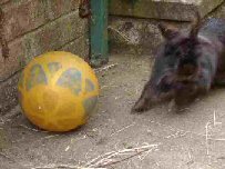 Rabbit playing with ball