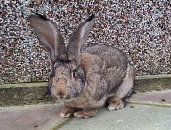 Giant bunnies best sale for adoption