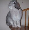 Bugs is a grey Giant Lop