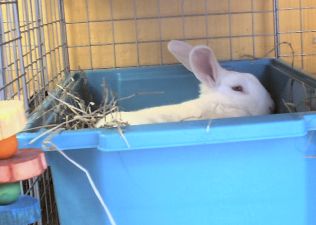  fostering rabbits - frosty in his litter box