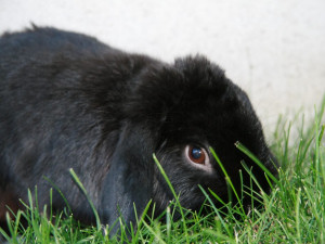 mini lop rabbit