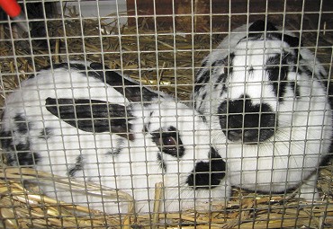 Rabbit Rehome - Adopt a unwanted bunny from a rescue centre